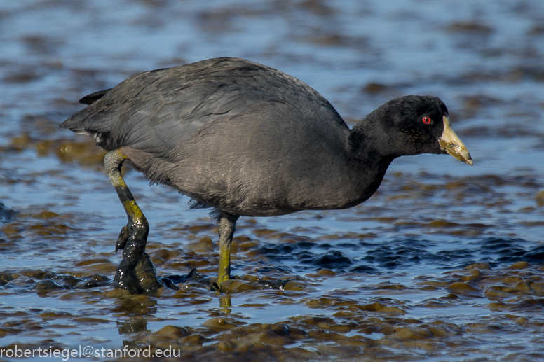 baylands